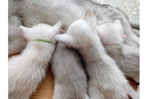 成約済の東京都のその他の猫種-29661の3枚目