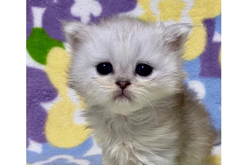 成約済の神奈川県のペルシャ(チンチラ)-29704の1枚目