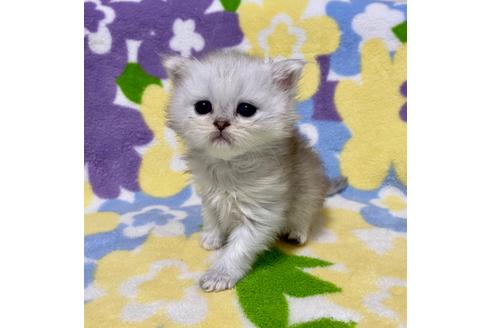 成約済の神奈川県のペルシャ(チンチラ)-29704の2枚目
