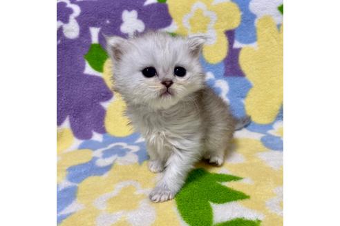 成約済の神奈川県のペルシャ(チンチラ)-29704の3枚目