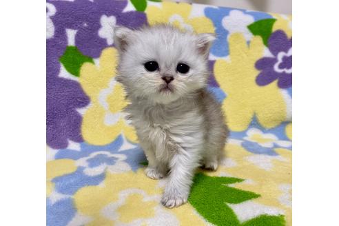 成約済の神奈川県のペルシャ(チンチラ)-29704の5枚目
