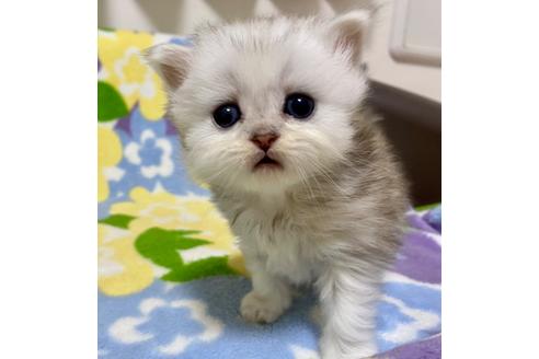 成約済の神奈川県のペルシャ(チンチラ)-29707の1枚目