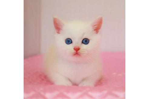 成約済の福岡県のマンチカン-29721