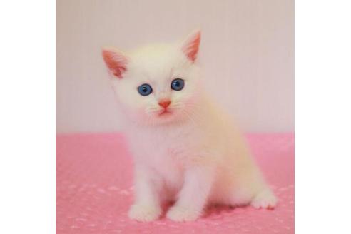 成約済の福岡県のマンチカン-29721の2枚目