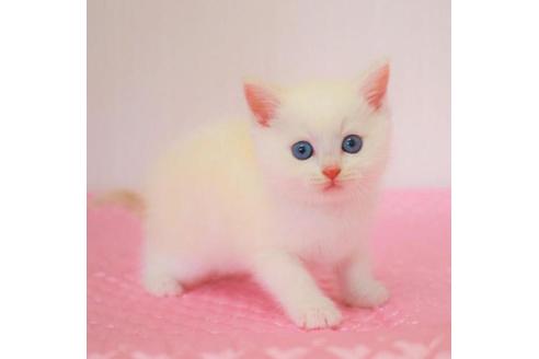 成約済の福岡県のマンチカン-29721の3枚目