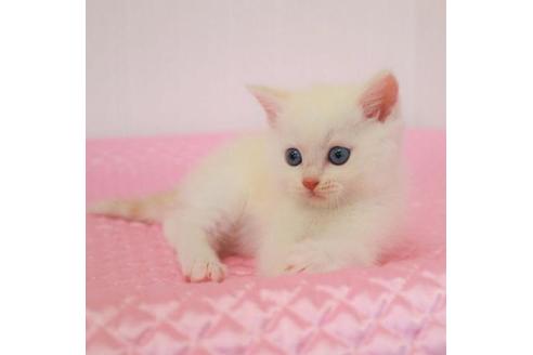 成約済の福岡県のマンチカン-29721の4枚目