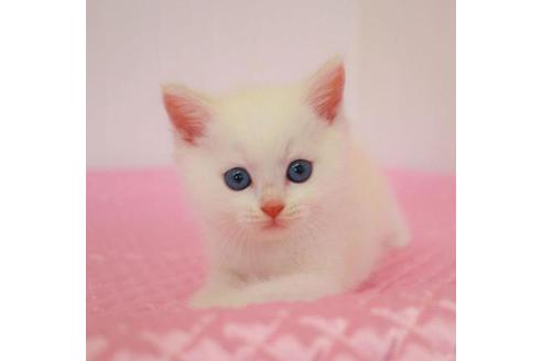 成約済の福岡県のマンチカン-29721の5枚目