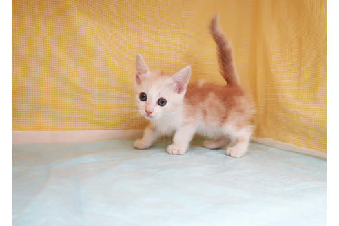 成約済の東京都のマンチカン-29813の3枚目