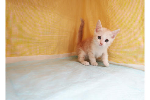 成約済の東京都のマンチカン-29813の2枚目