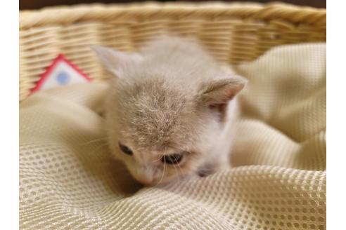 成約済の千葉県のブリティッシュショートヘア-31279の1枚目