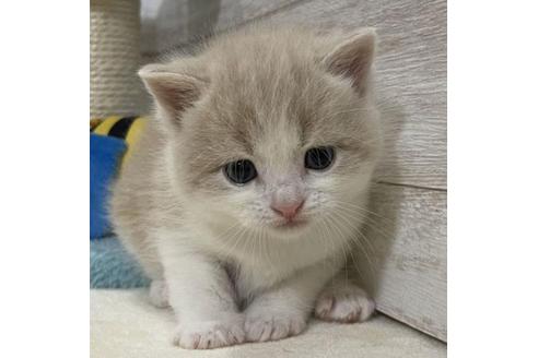 成約済の山梨県のスコティッシュフォールド-29882の4枚目