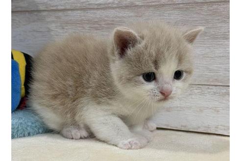 成約済の山梨県のスコティッシュフォールド-29882の5枚目