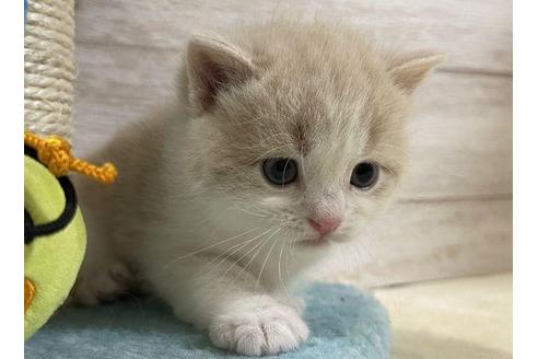 成約済の山梨県のスコティッシュフォールド-29882の2枚目