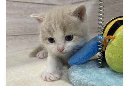 成約済の山梨県のスコティッシュフォールド-29882の3枚目