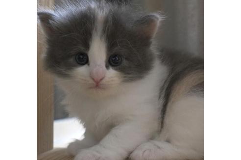 成約済の茨城県のノルウェージャンフォレストキャット-29992の2枚目