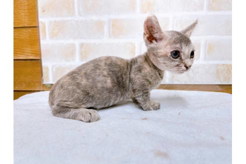 成約済の東京都のその他の猫種-30577の11枚目