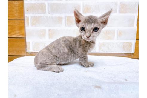 成約済の東京都のその他の猫種-30577の6枚目