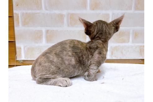 成約済の東京都のその他の猫種-30577の7枚目