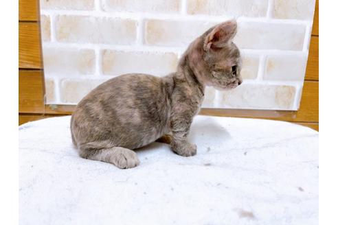 成約済の東京都のその他の猫種-30577の8枚目