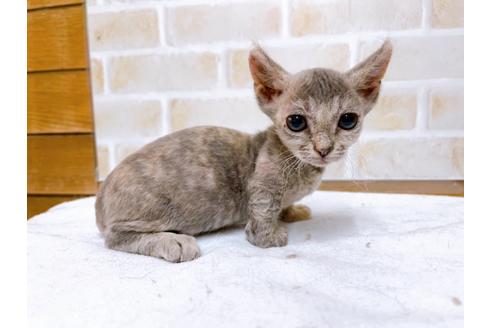 成約済の東京都のその他の猫種-30577の10枚目