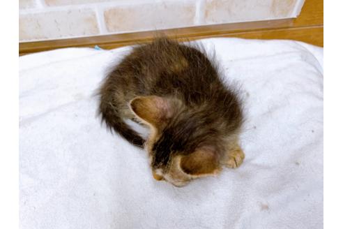 成約済の東京都のその他の猫種-30580の8枚目