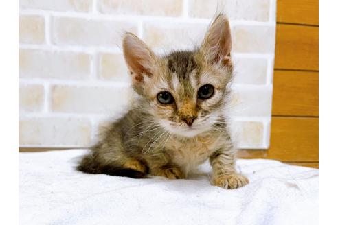 成約済の東京都のその他の猫種-30580の5枚目