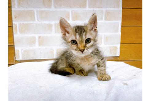 成約済の東京都のその他の猫種-30580の6枚目