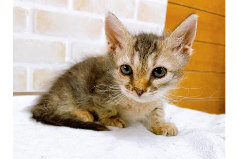 成約済の東京都のその他の猫種-30580の7枚目