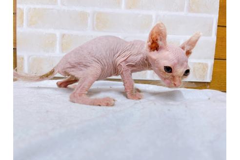 成約済の東京都のその他の猫種-30579の6枚目
