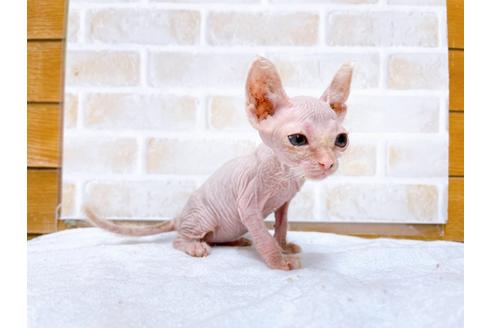 成約済の東京都のその他の猫種-30579の7枚目