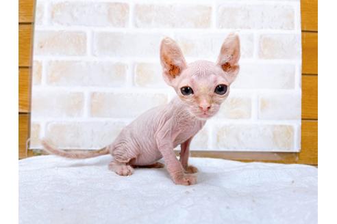 成約済の東京都のその他の猫種-30579の8枚目