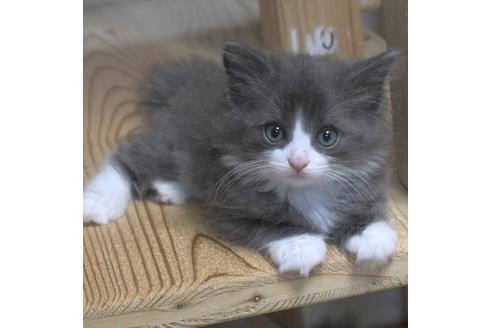 成約済の茨城県のノルウェージャンフォレストキャット-28744の1枚目