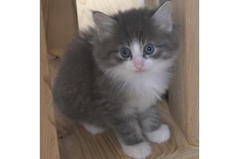 成約済の茨城県のノルウェージャンフォレストキャット-28743の1枚目