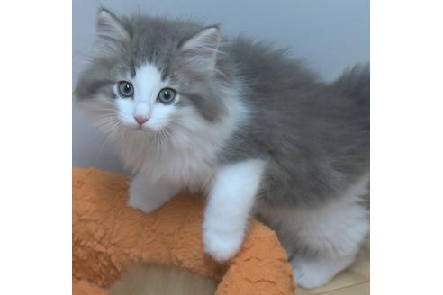 成約済の茨城県のノルウェージャンフォレストキャット-26512の2枚目