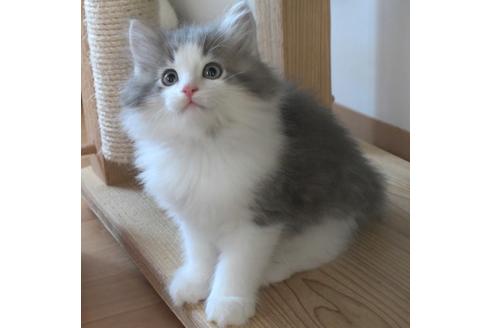 成約済の茨城県のノルウェージャンフォレストキャット-26512の1枚目
