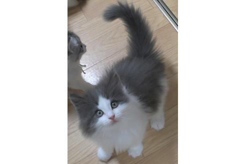 成約済の茨城県のノルウェージャンフォレストキャット-26513の2枚目