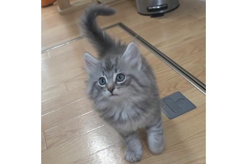 成約済の茨城県のノルウェージャンフォレストキャット-26407の1枚目