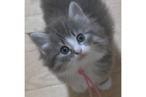 成約済の茨城県のノルウェージャンフォレストキャット-28738