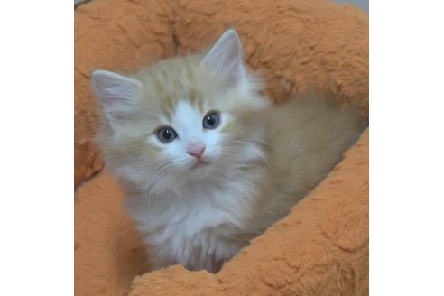 成約済の茨城県のノルウェージャンフォレストキャット-27726の2枚目