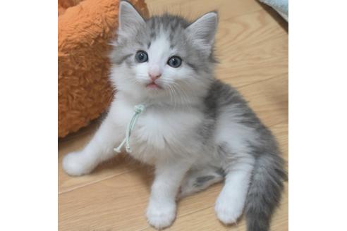 成約済の茨城県のノルウェージャンフォレストキャット-28741の2枚目
