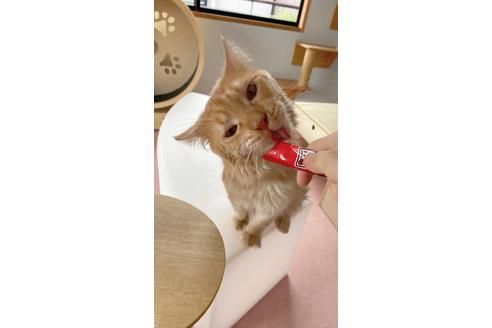 ラッキーくんくん1枚目