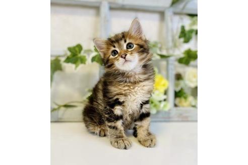 成約済の大阪府のサイベリアン-30166の2枚目