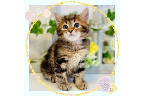 成約済の大阪府のサイベリアン-30166