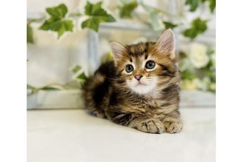 成約済の大阪府のサイベリアン-30166の5枚目