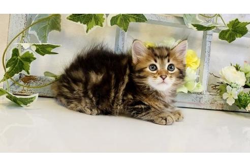 成約済の大阪府のサイベリアン-30166の3枚目