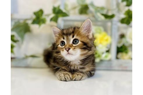 成約済の大阪府のサイベリアン-30166の4枚目