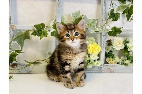 成約済の大阪府のサイベリアン-30166の6枚目