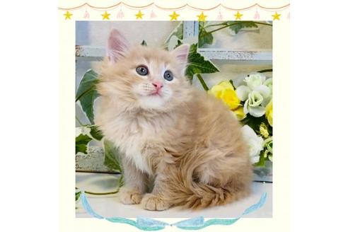 成約済の大阪府のサイベリアン-30167