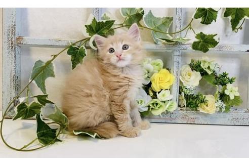 成約済の大阪府のサイベリアン-30167の6枚目