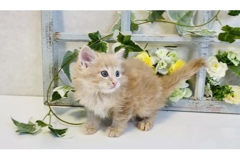 成約済の大阪府のサイベリアン-30167の2枚目